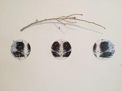 Morrain Bauer-Safonova Sierra Nevada College Bachelor of Fine Arts 2016 Perspectives On Design Award