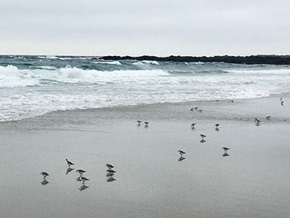 Biology students at Sierra Nevada College watched sandpipers race up and down the beach pecking for their dinner on Pebble Beach in Monterey, on a field course in animal diversity.