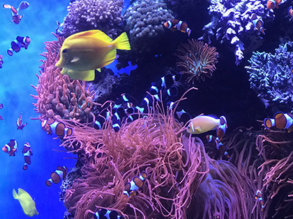 Biology students at Sierra Nevada College found brilliant tropical fish in the Viva Baja exhibit at the Monterey Aquarium during a field course in animal diversity.