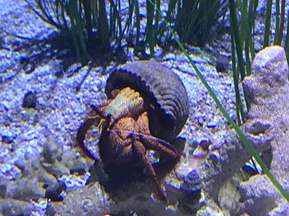 Biology students at Sierra Nevada College found a hermit crab in search of a bigger shell at the Monterey Aquarium during a field course in animal diversity.