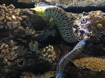 Biology students at Sierra Nevada College found honeycomb and zebra moray eels at the Monterey Aquarium during a field course in animal diversity.
