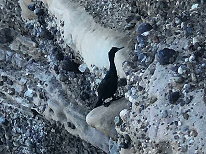 Biology students at Sierra Nevada College watched a cormorant on the cliffs at Point Lobos State Reserve in California, on a spring field course in animal diversity.