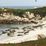 Biology students at Sierra Nevada University watched harbor seals sunning on the beach at Point Lobos State Reserve in California, on a spring field course in animal diversity.