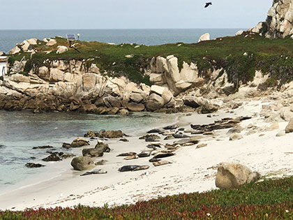 Biology students at Sierra Nevada University watched harbor seals sunning on the beach at Point Lobos State Reserve in California, on a spring field course in animal diversity.