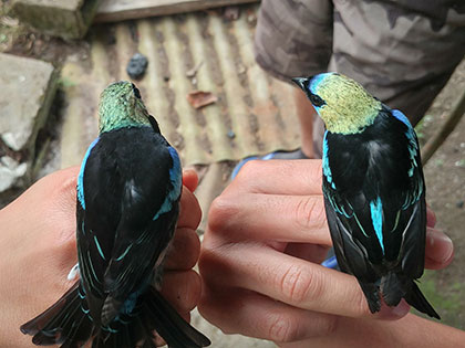 a pair of black, green, and turquoise tropical birds in Agua Buena Costa Rica