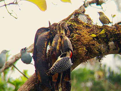 tropical birds eating bananas in Agua Buena Costa Rica