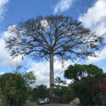 Ceiba pentandra the kapok tree, Costa Rica