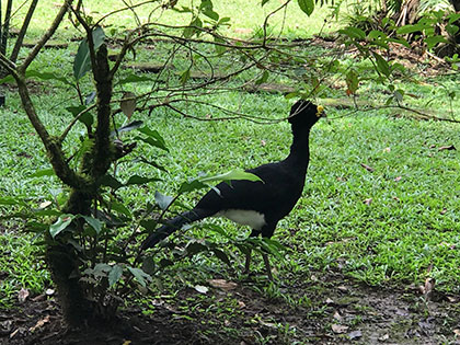 La Selva Biological Station Costa Rica, Great Curassow