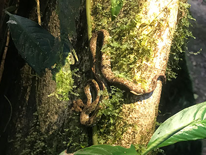 La Selva Biological Station Costa Rica, eyelash pit viper on tree