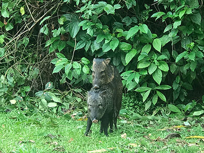 La Selva Biological Station Costa Rica, peccary intercourse