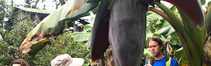 a banana flower in Costa Rica