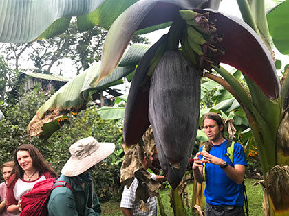 a banana flower in Costa Rica