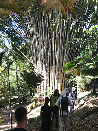 giant bamboo at Las Cruces Biological Station in Costa Rica