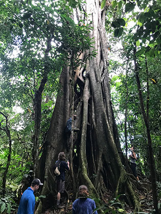 a strangler fig at the Las Cruces Biological Reserve in Costa Rica