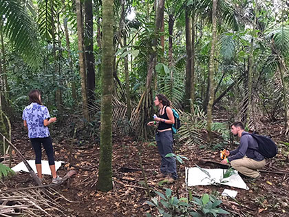 sustainability students measure overnight leaf litter fall in lowland rain forest at the La Selva Biological Station in Costa Rica