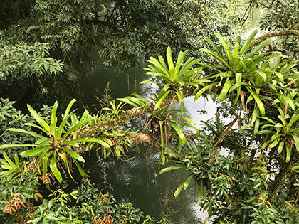 orchids, bromeliads, and even cacti in lowland rain forest at the La Selva Biological Station in Costa Rica