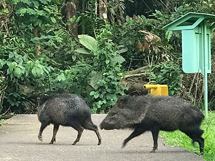 peccaries in lowland rain forest at the La Selva Biological Station in Costa Rica
