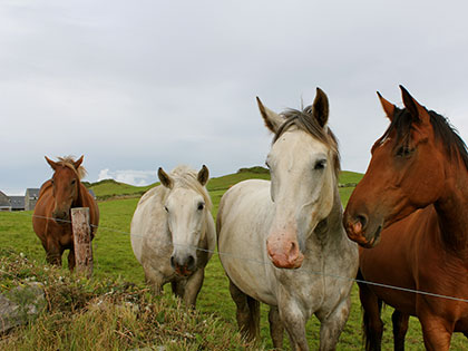 Horses in Ireland, where the 2014 residency was held for the MFA in Creative Writing