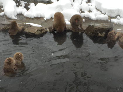 snow monkeys stay warm in the onsen