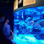 Sierra Nevada University science students Nathan Rock and Andrew Miller watch a tank of silver Lookdown fish from the Baja California coast at the Monterey Aquarium during the science department spring trip