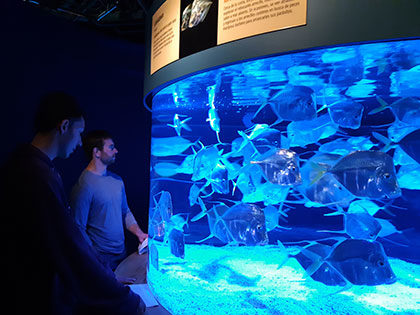 Sierra Nevada University science students Nathan Rock and Andrew Miller watch a tank of silver Lookdown fish from the Baja California coast at the Monterey Aquarium during the science department spring trip