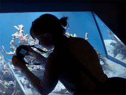Sierra Nevada College science student Lauren Rose photographs sea creatures at the Monterey Aquarium during a science department trip