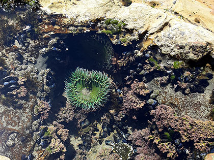 Mussels and a large sea anemone in a tidepool at Natural Bridges State Beach in Sant Cruz, during a Sierra Nevada College science trip.