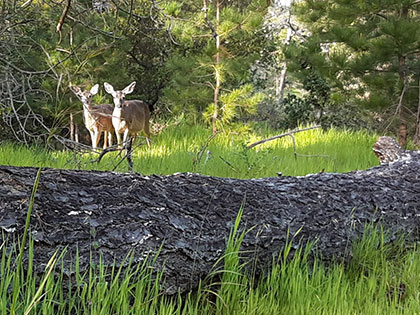 A pair of early morning mule deer spotted in the campground at Veteran's Memorial Park in Monterey on a Sierra Nevada College science trip.