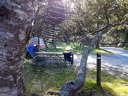 A dewy spiderweb in the campground at Veteran's Memorial Park in Monterey on a Sierra Nevada College science trip.