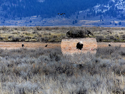 Bald eagles and ravens with a jackrabbit, Sierra Valley CA, Sierra Nevada College Winter Raptor field course, January 2018