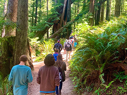 SNU sustainability students walking through a majestic redwood grove during a field research trip.