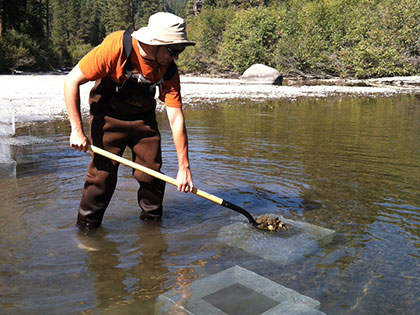 Gus Tjenagel, Science major, placing non-native fish in Truckee River with shovel