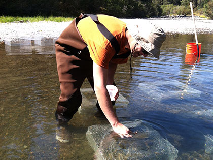 Gus Tjenagel, Science major, placing non-native fish in Truckee River with hand