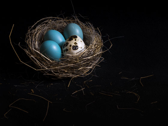 Photo of three robins eggs and one quail egg in a nest by Ryland West