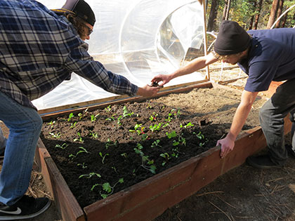 Sustainable gardening and collaboration are two things emphasized in the Sustainability major at Sierra Nevada College