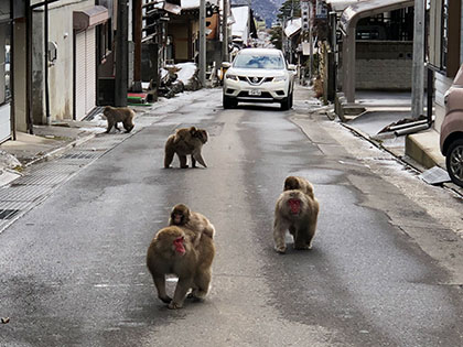 Image of snow monkeys with their babies on their backs strolling down a street in Shiga Kogen Japan