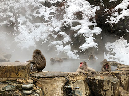 image of snow monkeys in the onsen Shiga Japan